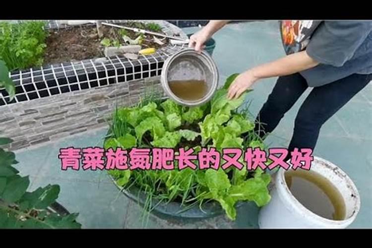 大棚巨丰喂月子肥什么时间好？