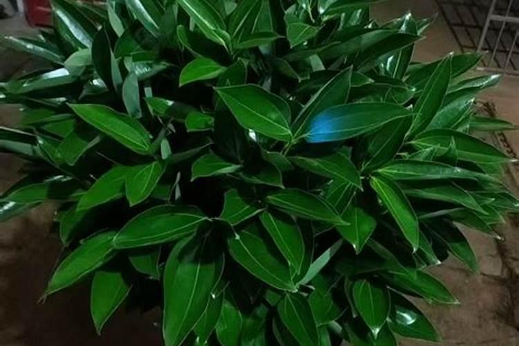 桂花树枝叶少用什么叶面肥能让枝叶茂盛