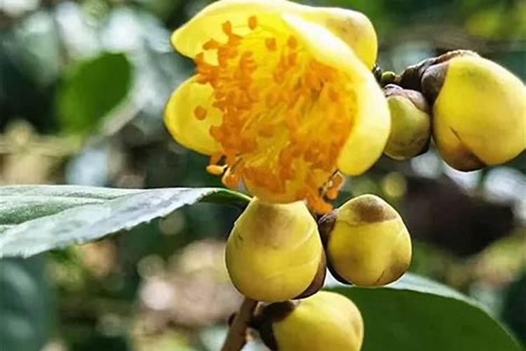 养花夏天需要施肥吗;夏天花卉需要施肥吗