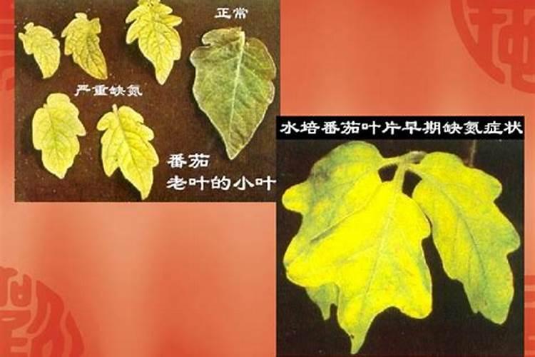 种红薯的最大忌讳