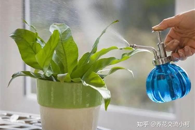 叶面肥加什么浇花最好用