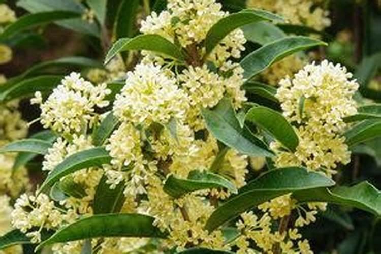 生花生砸碎和土搅在一起沤一段时间可以做花肥吗