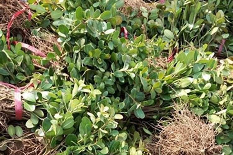 黄杨树盆景如何养 浇水施肥要重视