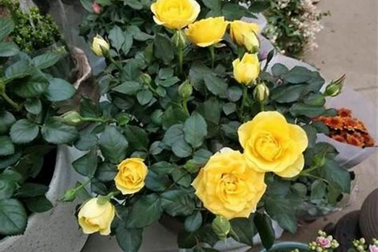 月季上盆后多久能施肥 月季上盆后何时施肥最佳？