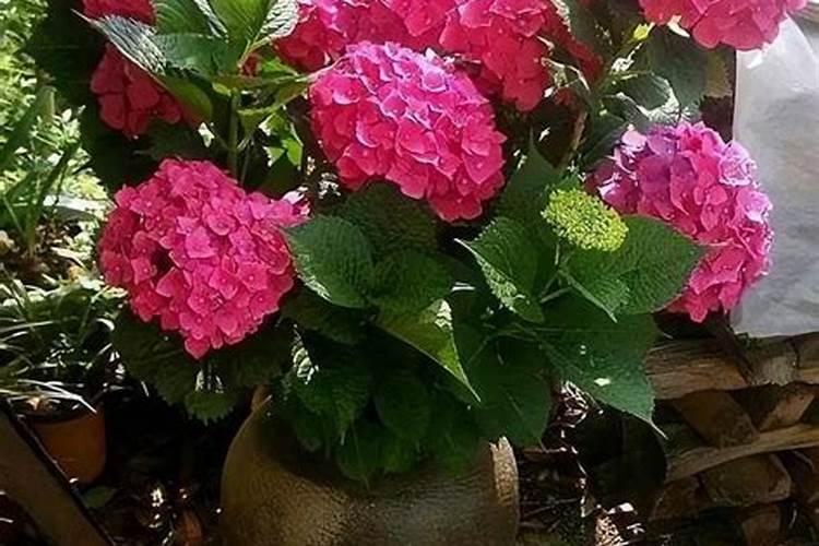 催花开用什么肥