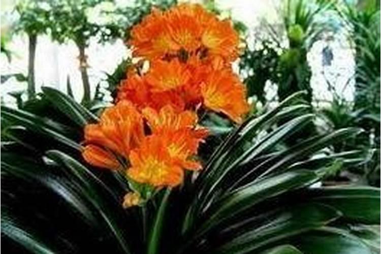 葡萄幼苗喷硼肥有什么作用