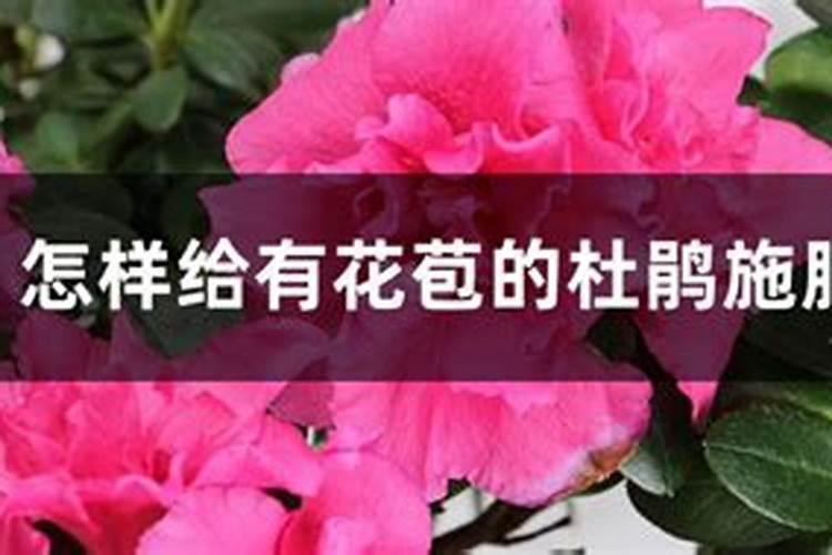 梨树的嫁接的最佳时间 注意事项有哪些