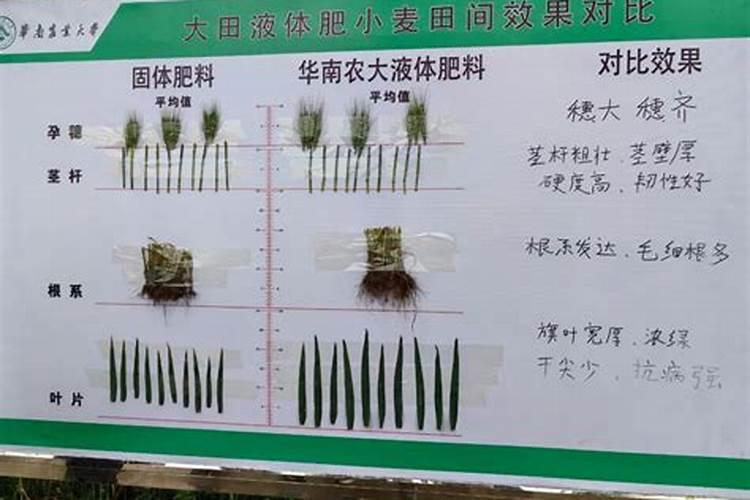 小麦需要什么含量的肥料