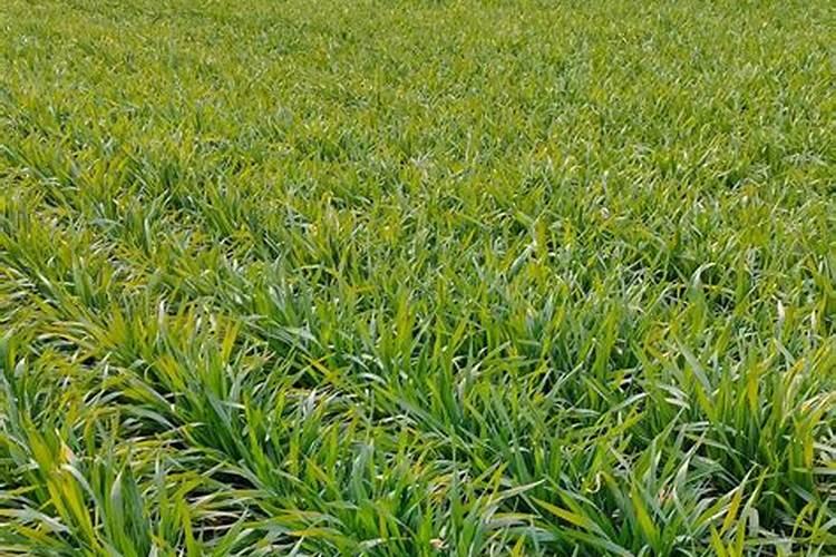 对于不同类型的小麦,从提高品质的角度如何进行氮肥运筹？