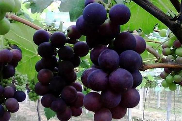 幸福树用什么肥料