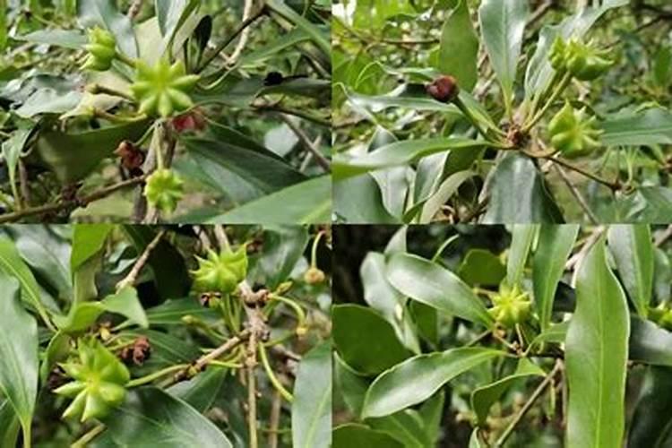 柑橘着色用氨基酸费用多少有效果吗