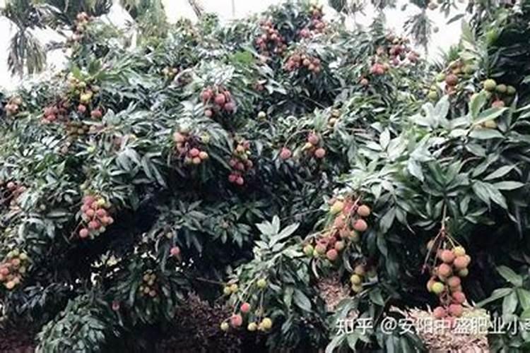 荔枝树移植了施什么肥好？