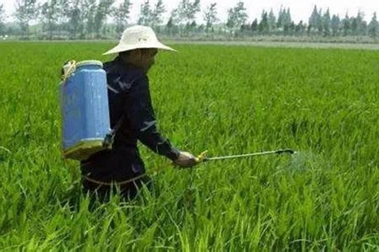 如何给番茄喷叶面肥？钾肥？