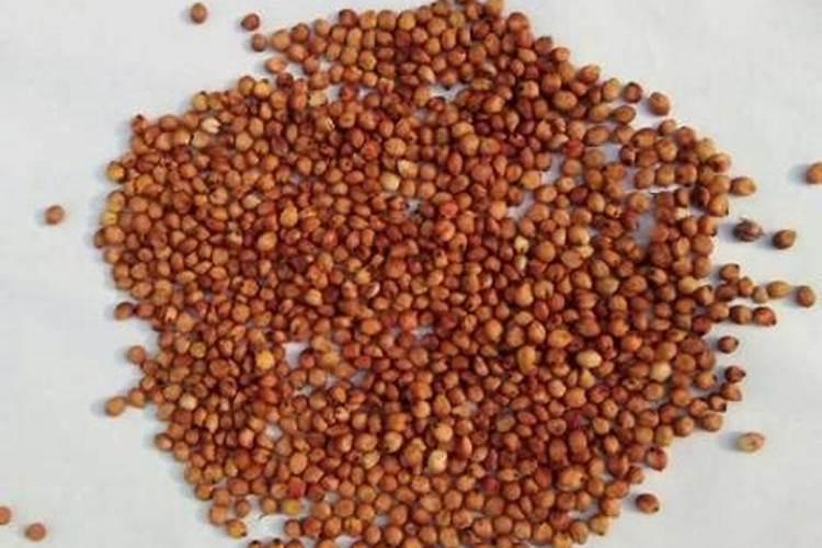 大棚草莓在多少度会冻死