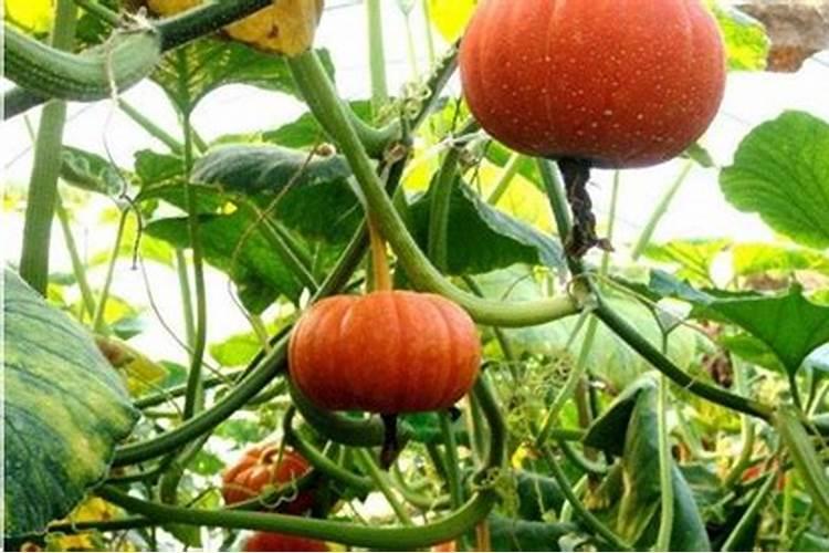 大棚草莓在多少度会冻死