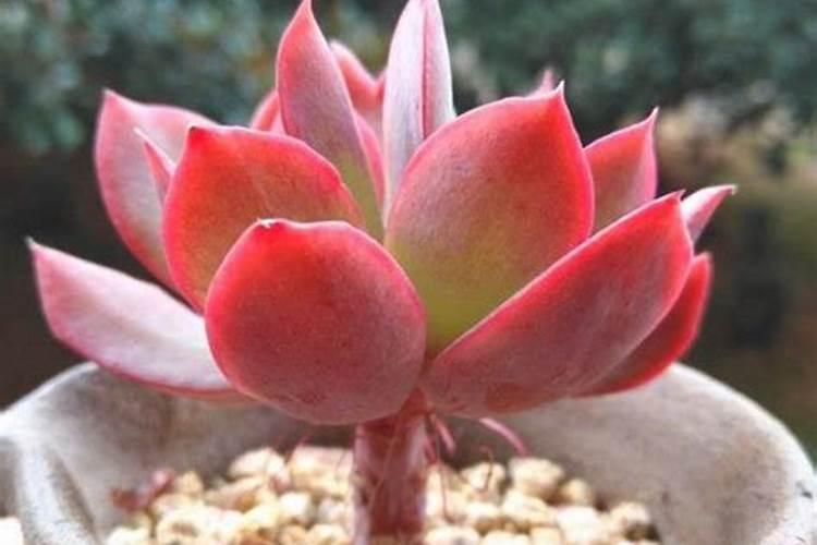 多肉怎样养的又大又肥