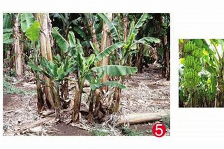 丹麦红玫瑰怎么修剪好看、玫瑰修剪花枝的技巧