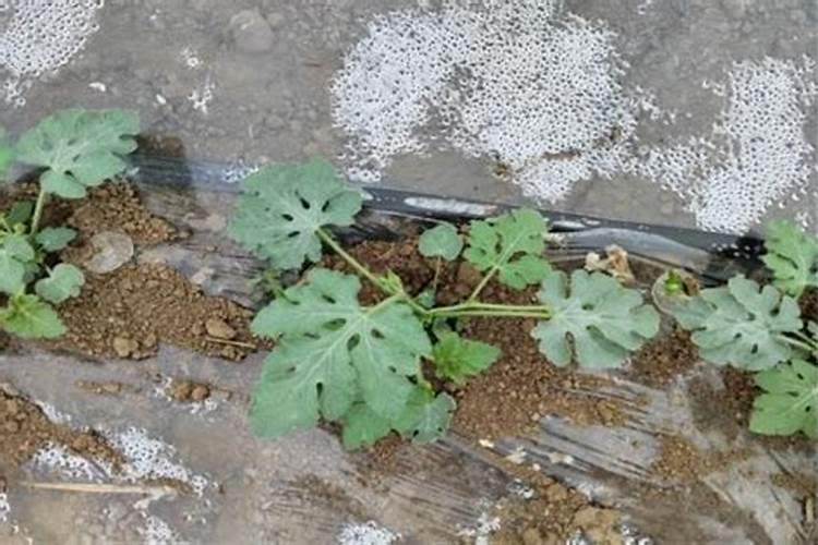 中国十大小麦产量大省排名