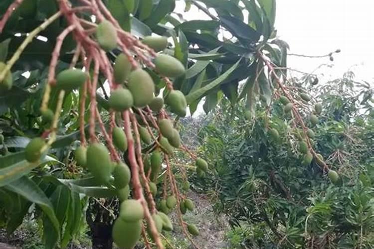 芒果种植施用水溶肥料注意事项有哪些