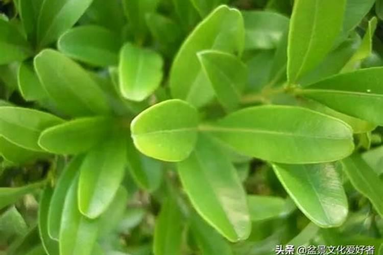 水溶肥国内排名第一的是哪个