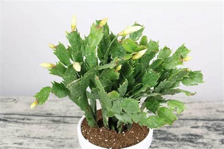 蟹爪兰有花苞施什么肥好