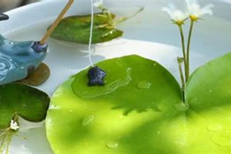 水培植物都有什么