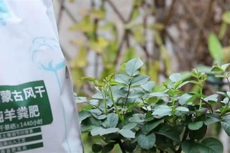 玉米富硒肥玉米专用硒肥的作用和富硒玉米如何种植喷施富硒叶面肥