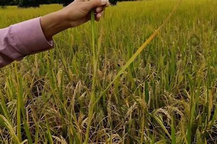 什么是平衡施肥