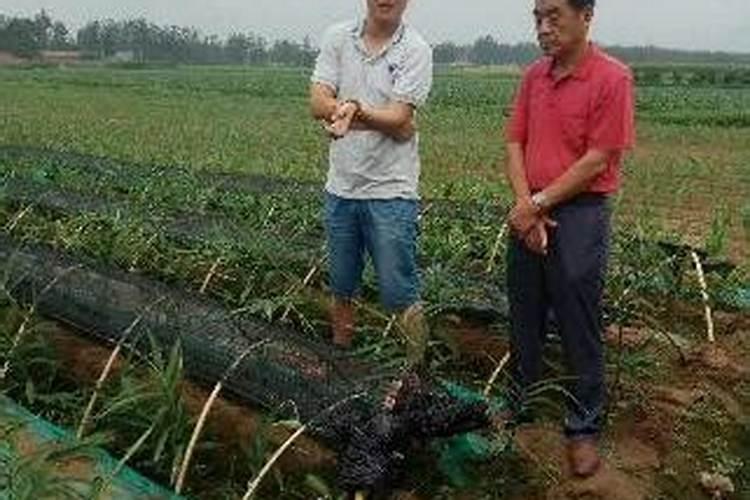 在水培瓶中洒一些花草10年不黄叶会疯长!