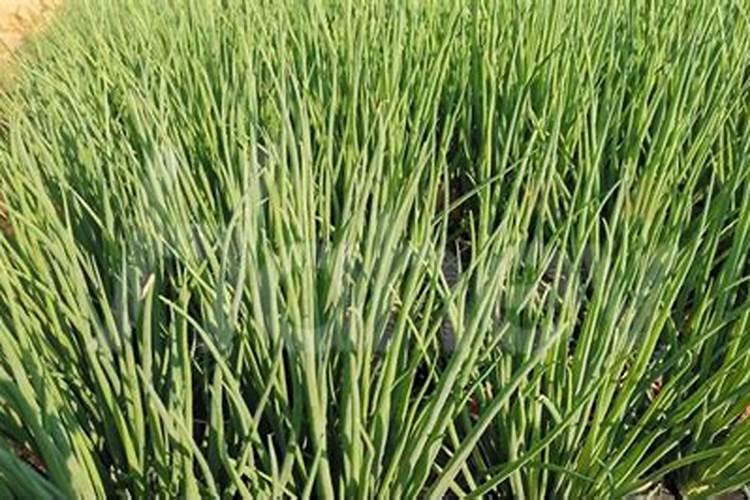 芸苔素十=轻钾能打药水当叶面肥吗？用在阳光玫瑰小苗上。