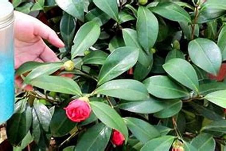 茶花浇什么肥最好