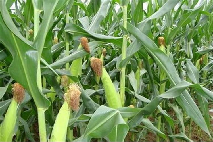 玉米结棒子时要加肥吗？