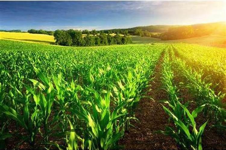 盆栽柠檬施什么肥最好