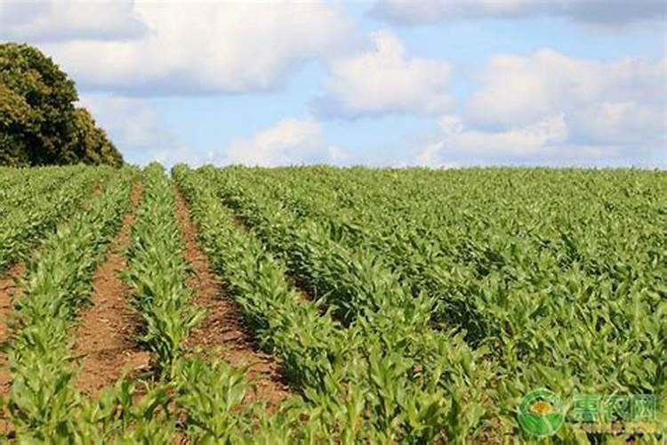 玉米后期追肥主要追什么肥