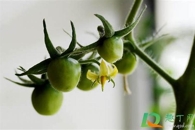 西红柿在开花期最需要什么肥
