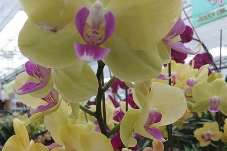 蝴蝶兰用什么肥,磷钾肥可促进花芽形成