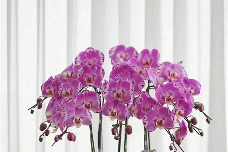 蝴蝶兰施什么肥料最好