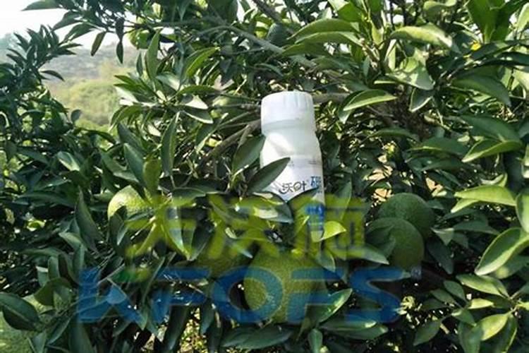 桃树可以施用氯化钾吗？