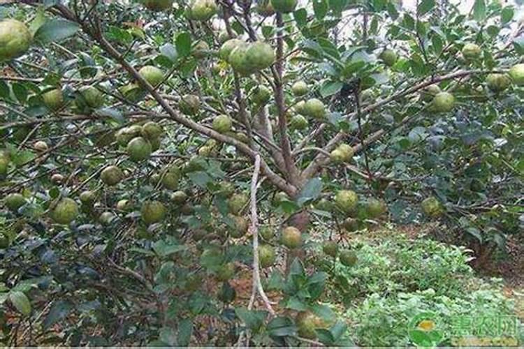 油茶亩产量一般能达到多少 附种植方法