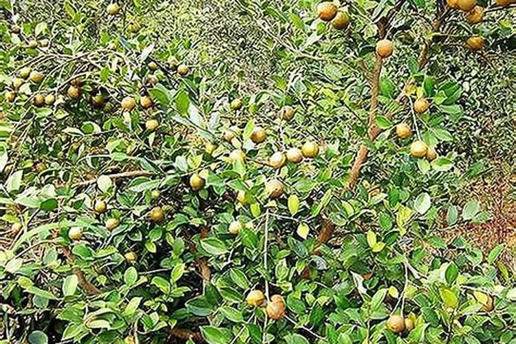 油茶树科学施肥技巧