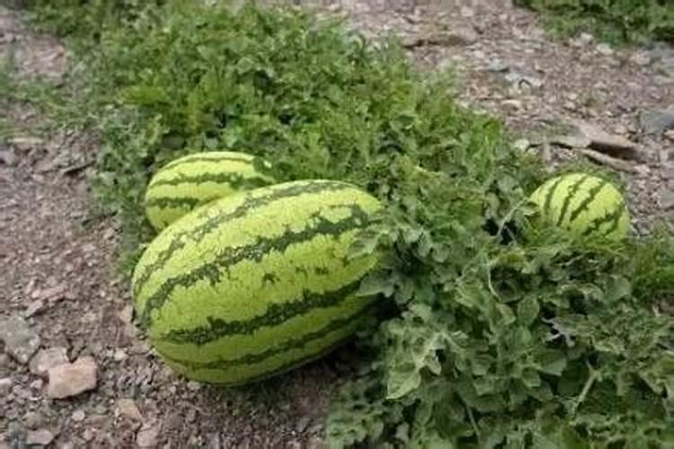 释迦果怎么种植 番荔枝的种植技术和管理