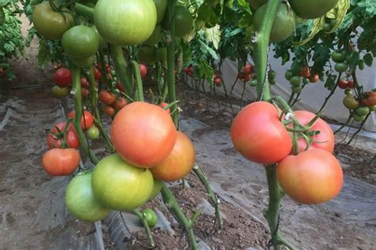 韭菜发黄打什么叶面肥