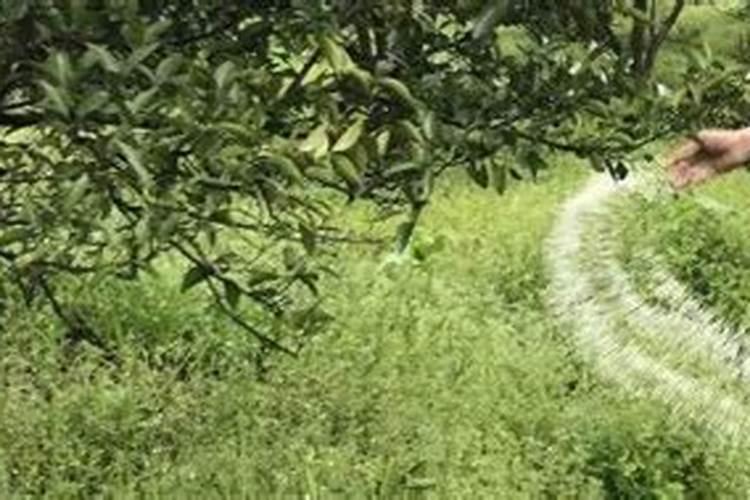 腐植酸肥都有什么牌子,那个牌子的好