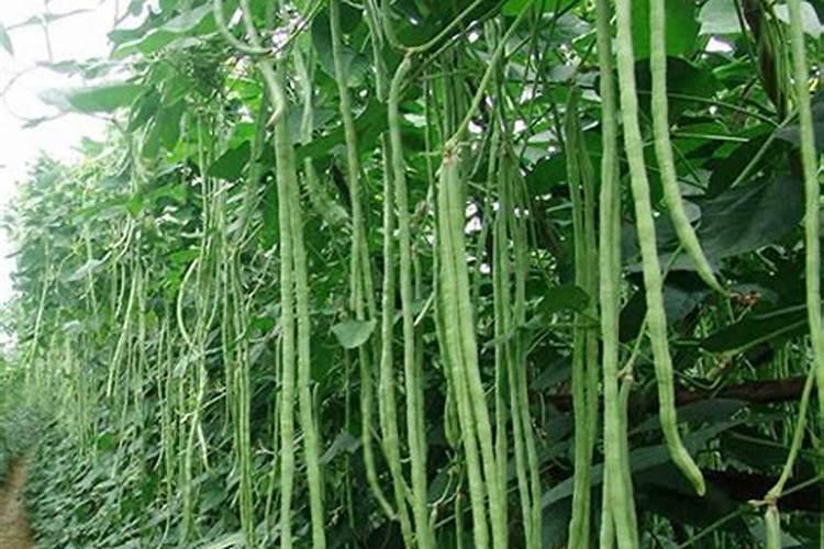 花叶络石的养殖方法和注意事项 盆栽