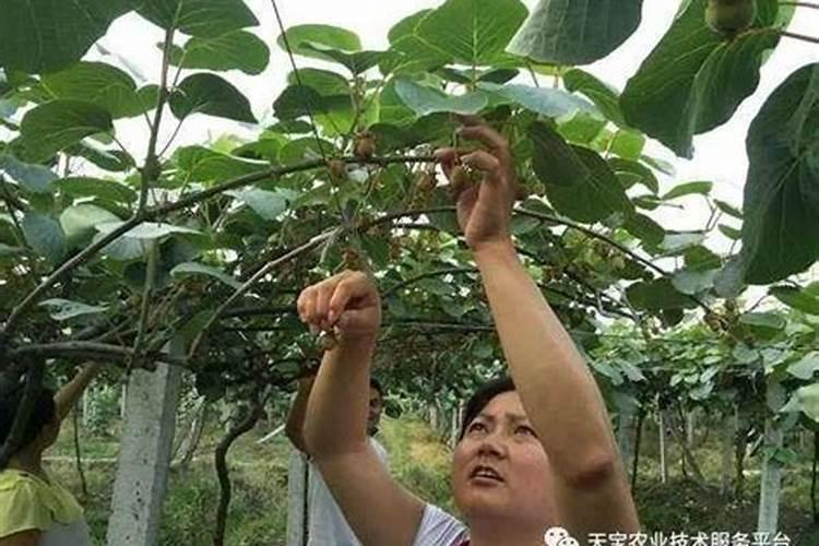 大量元素水溶肥和水溶性复合肥的区别
