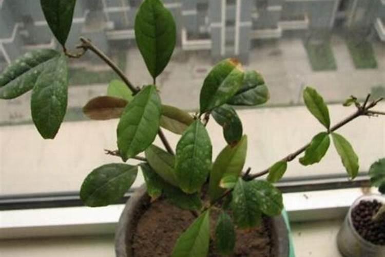 槟榔种植后什么时候浇水