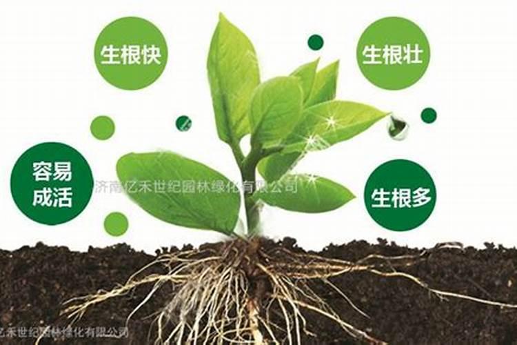 黄瓜什么时候追肥合适 高产追肥方法