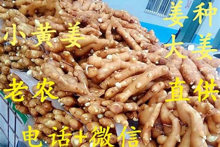 黄瓜移栽多久可以施肥？移栽后需要施什么肥？