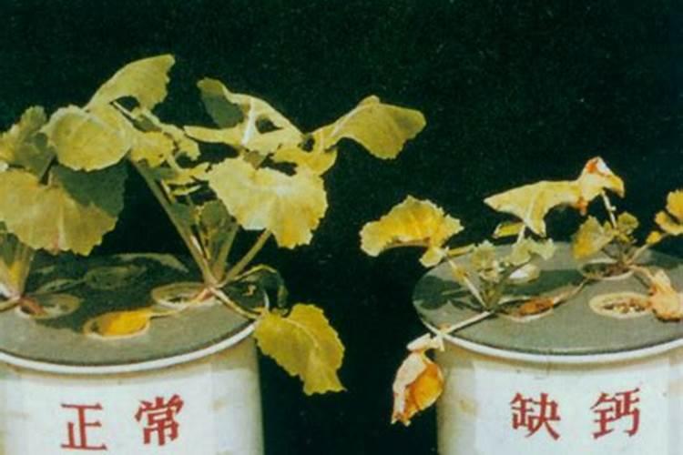 花生多高才能打控旺药 什么时间控旺好