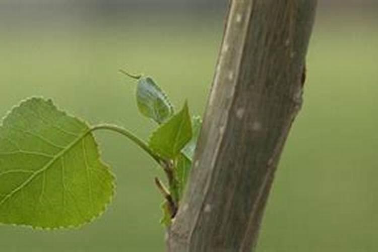 含腐殖酸的食物